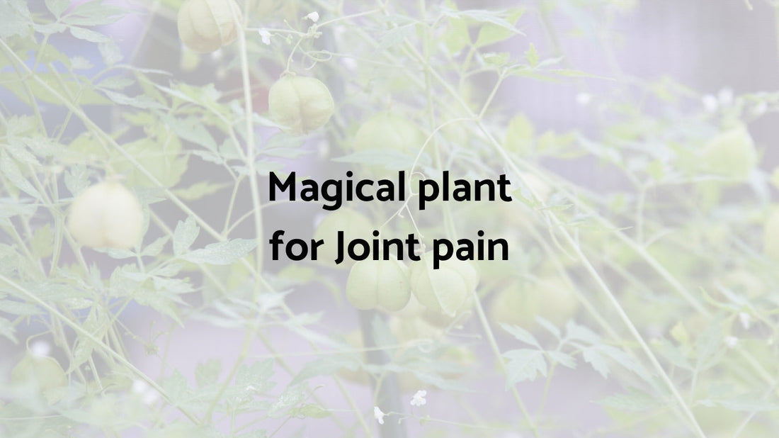 Relieve Joint Pain Naturally With This Powerful Mudakathan Powder Remedy