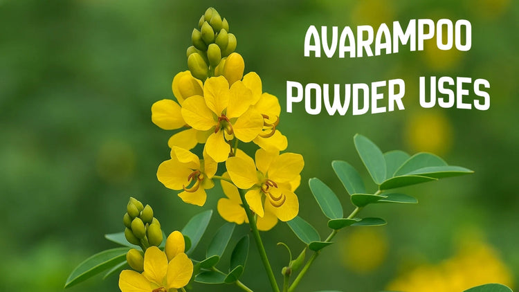 Aavaram Poo Powder Uses, Benefits & Avarampoo Chooranam Guide ...