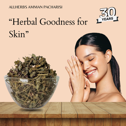 Amman Pacharisi  | Snake Weed  dry [Raw] AllHerbs.com