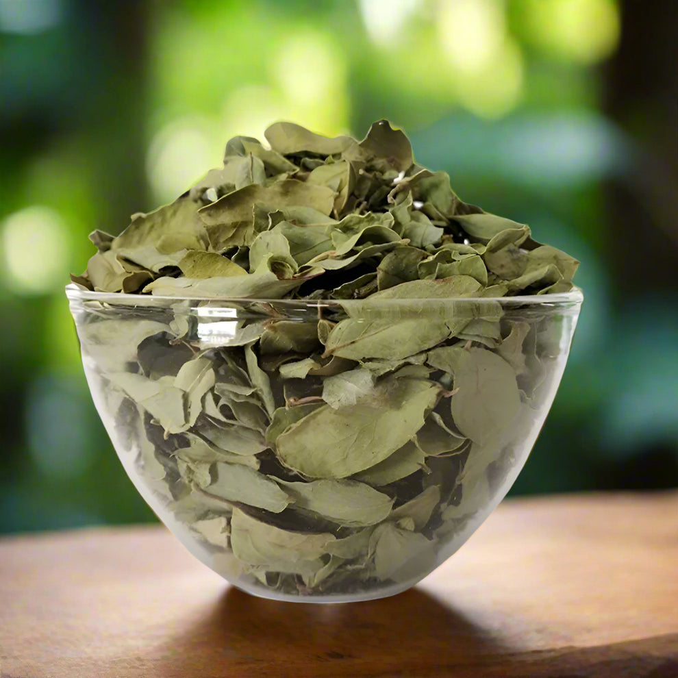Nochi Ilai – Herbal Remedy for Respiratory & Joint Health – AllHerbs.com